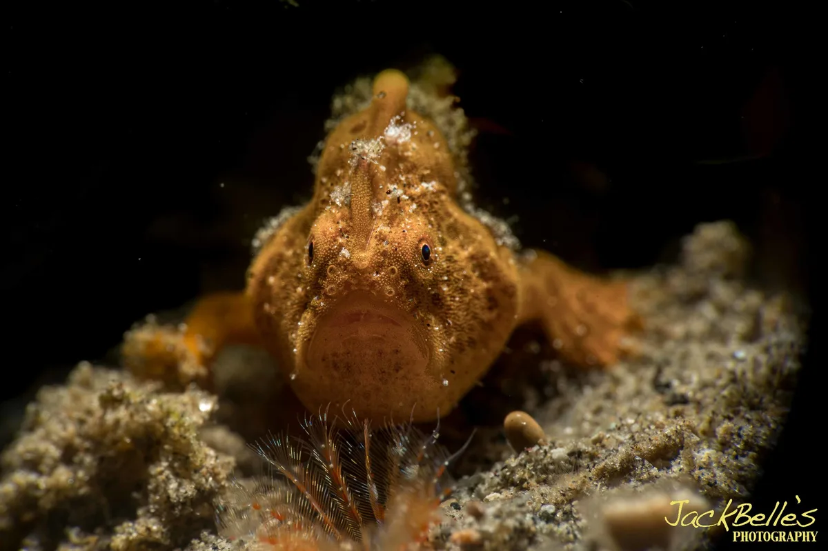 Antennarius pictus