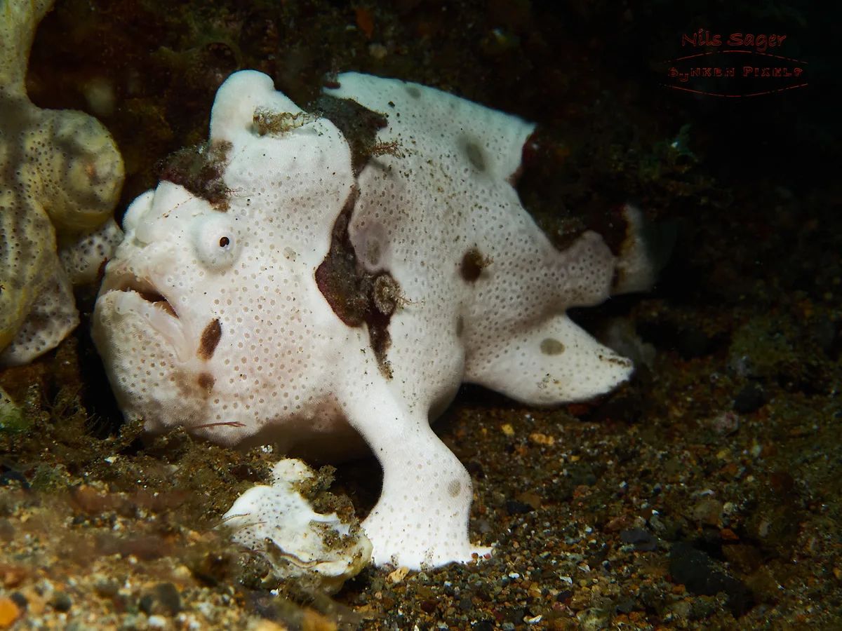 Antennarius pictus