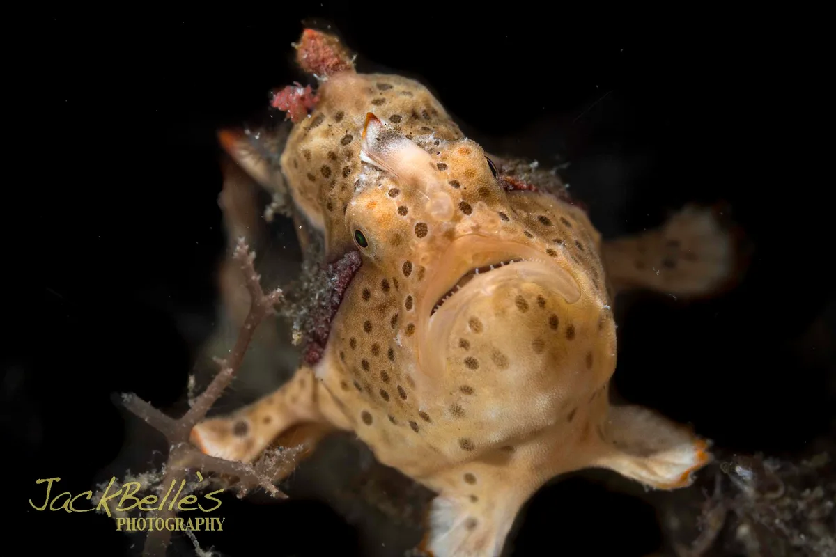 Antennarius pictus