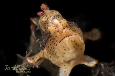 Antennarius pictus
