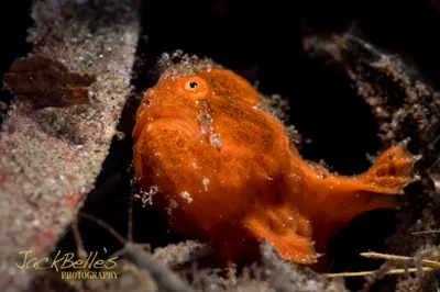 Antennarius pictus