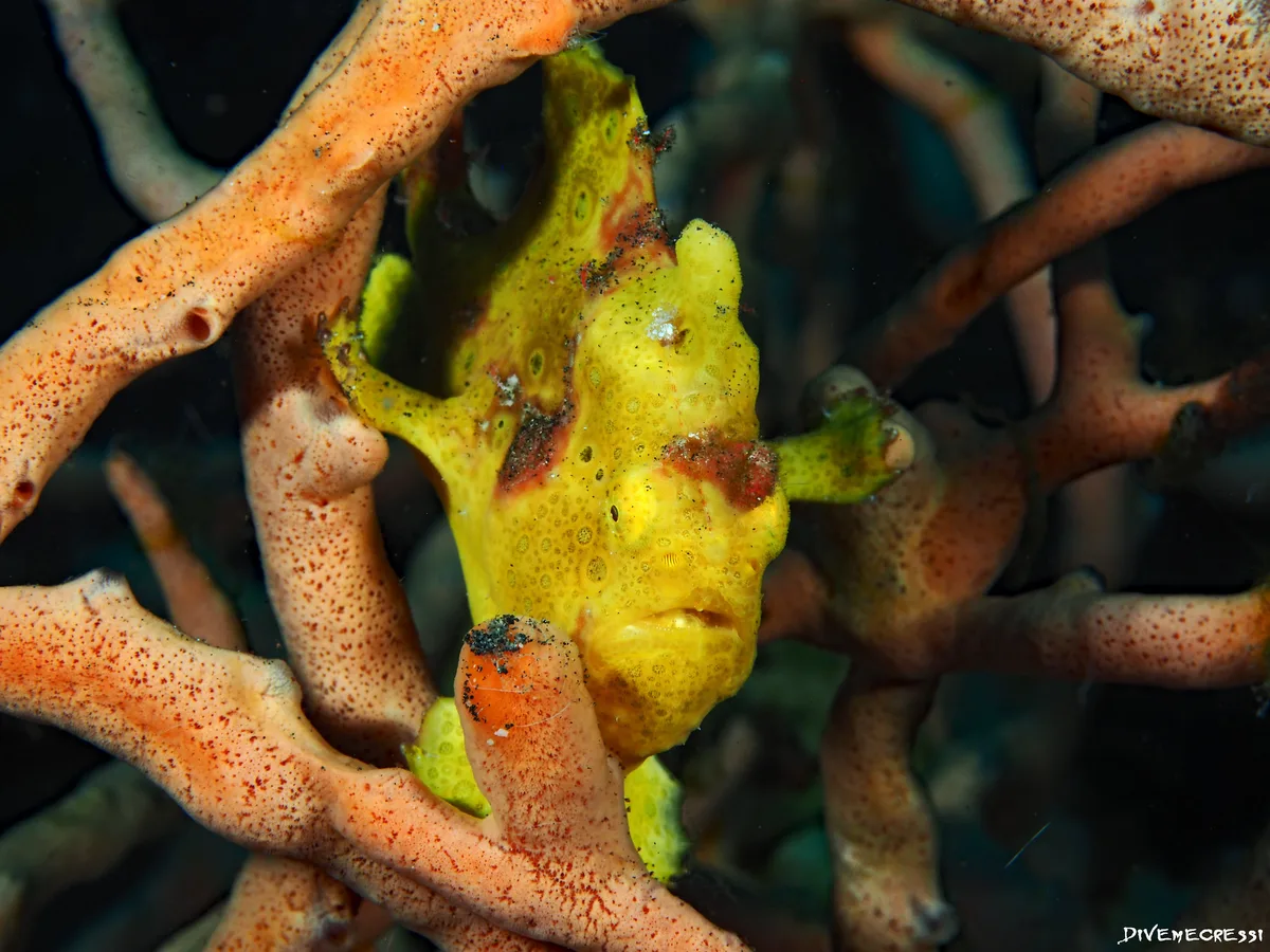 Antennarius pictus