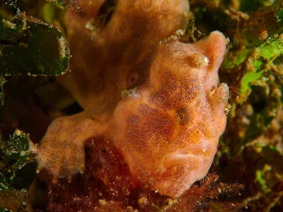 Antennarius pictus