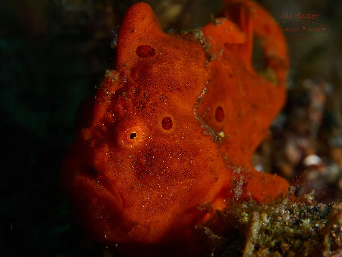 Antennarius pictus