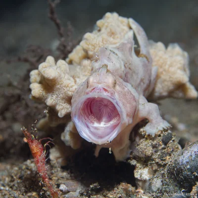 Frogfisch, Antennarius pictus