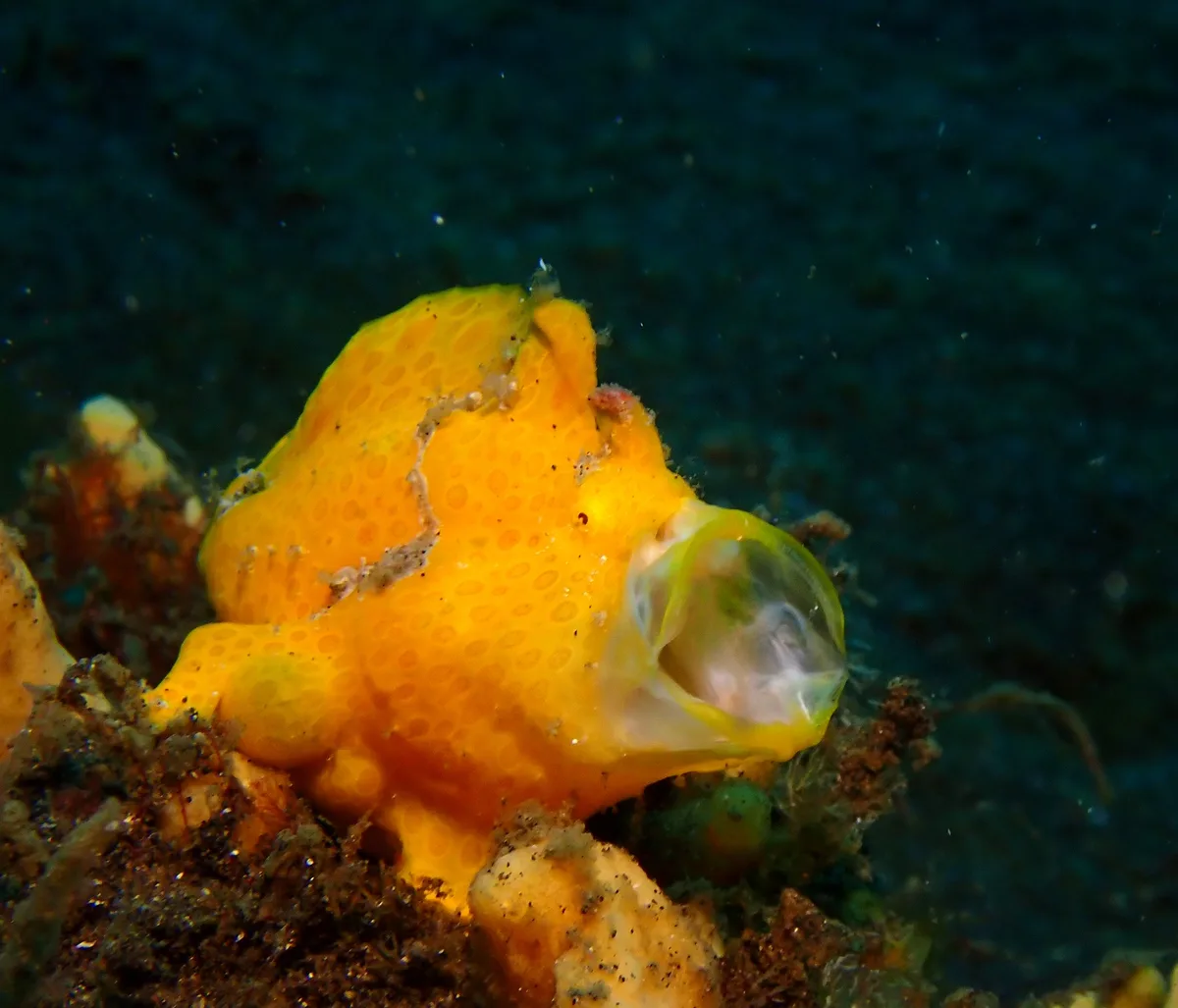 Antennarius pictus