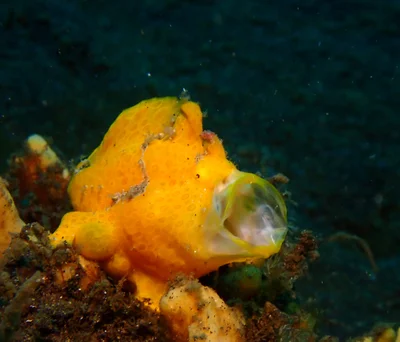 Antennarius pictus