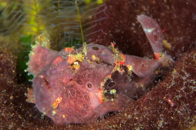 Antennarius pictus