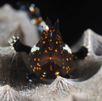 Antennarius pictus juvenile