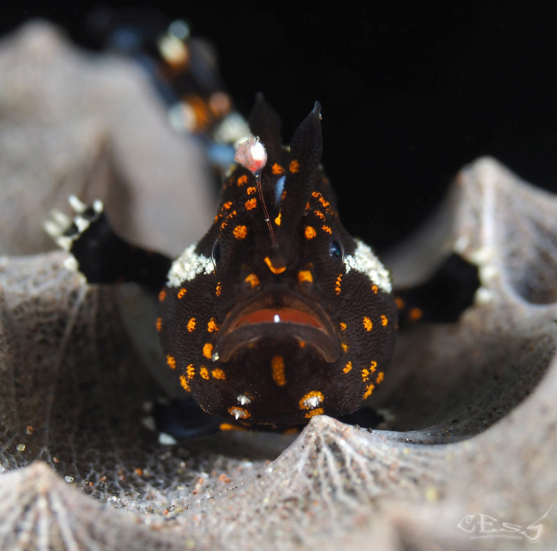 Antennarius pictus juvenile