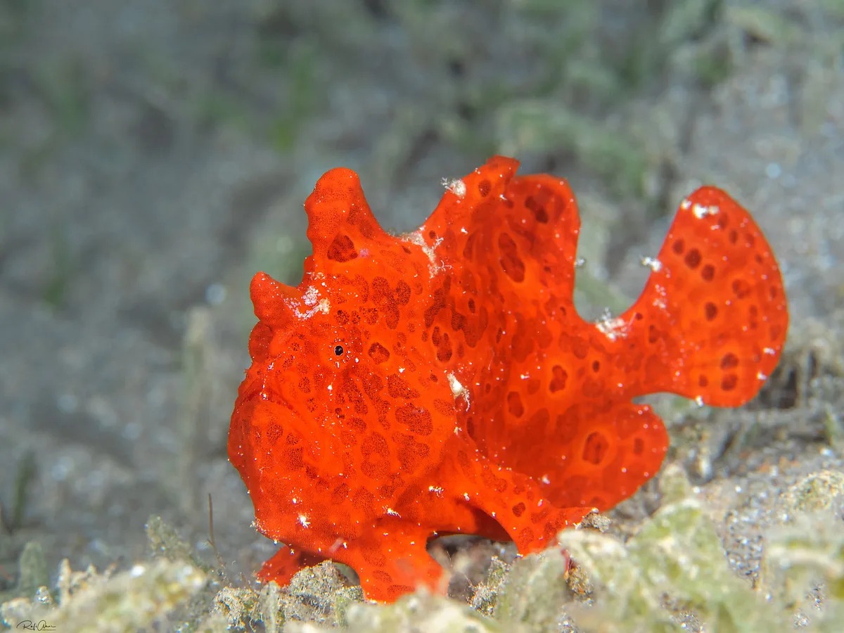 Painted Frogfish - Antennarius pictus