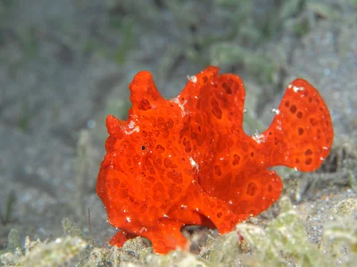 Painted Frogfish - Antennarius pictus
