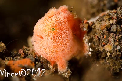 Antennarius pictus