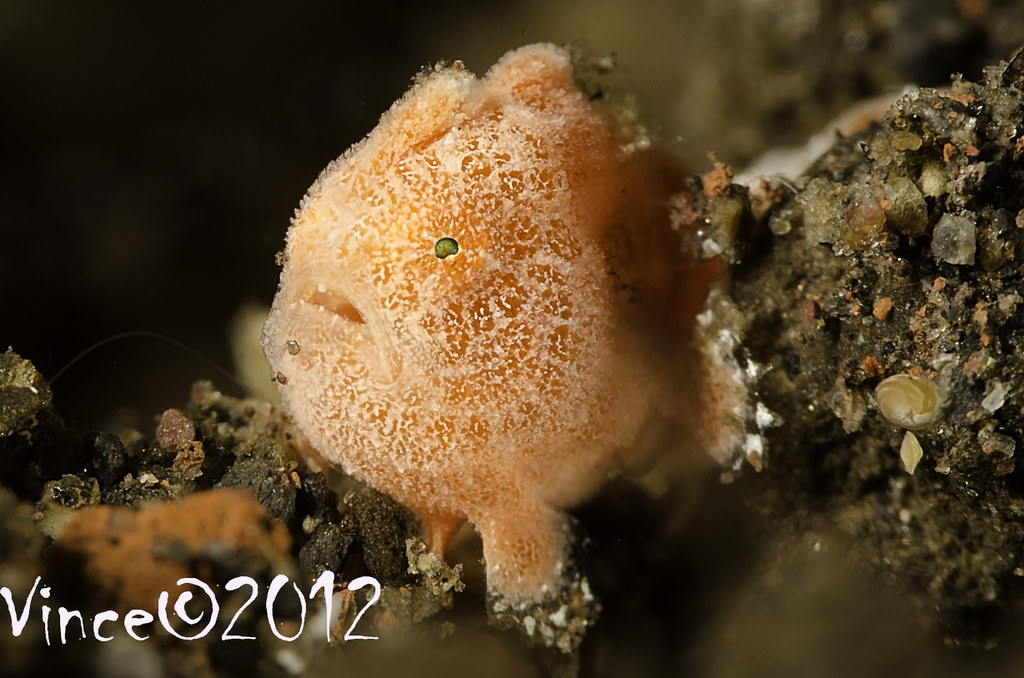 Antennarius pictus