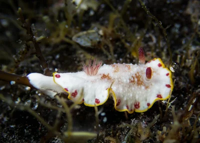 Goniobranchus tinctorius