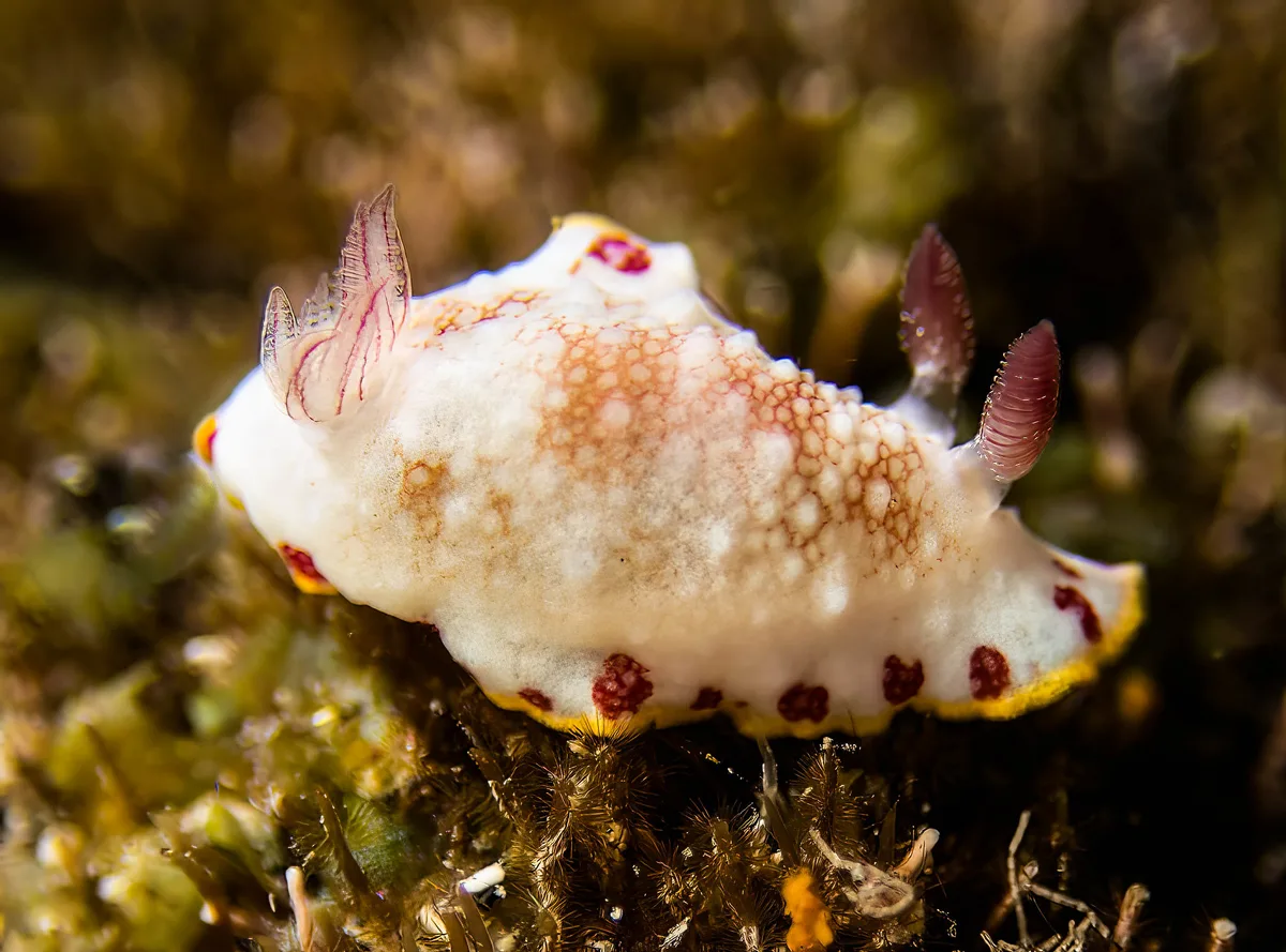 Goniobranchus tinctorius