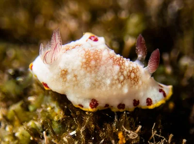 Goniobranchus tinctorius