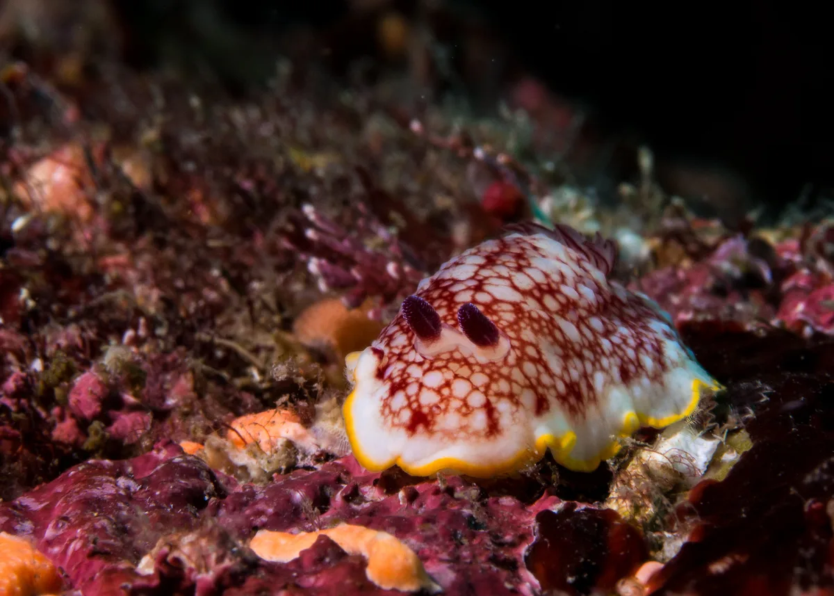 Goniobranchus tinctorius