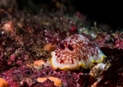 Goniobranchus tinctorius