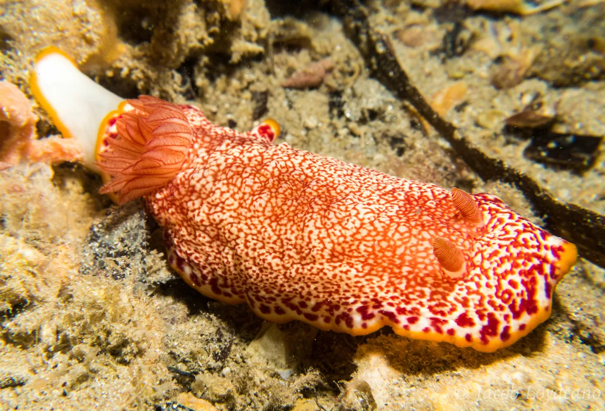 Goniobranchus tinctorius
