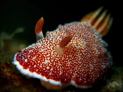 Nudibranch (Goniobranchus tinctorius)