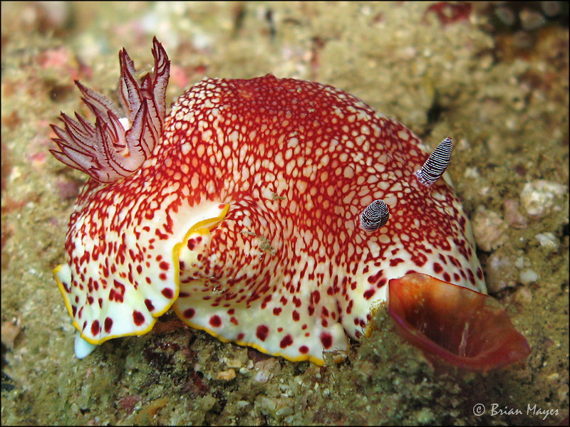 Nudibranch (Goniobranchus tinctorius)