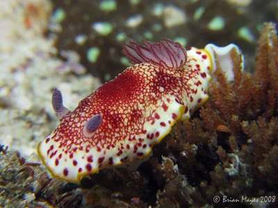 Nudibranch (Goniobranchus tinctorius)