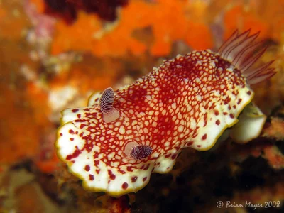 Nudibranch (Goniobranchus tinctorius)