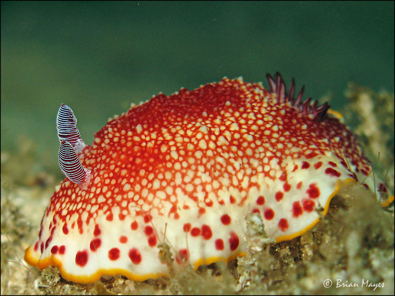 Nudibranch (Goniobranchus tinctorius)