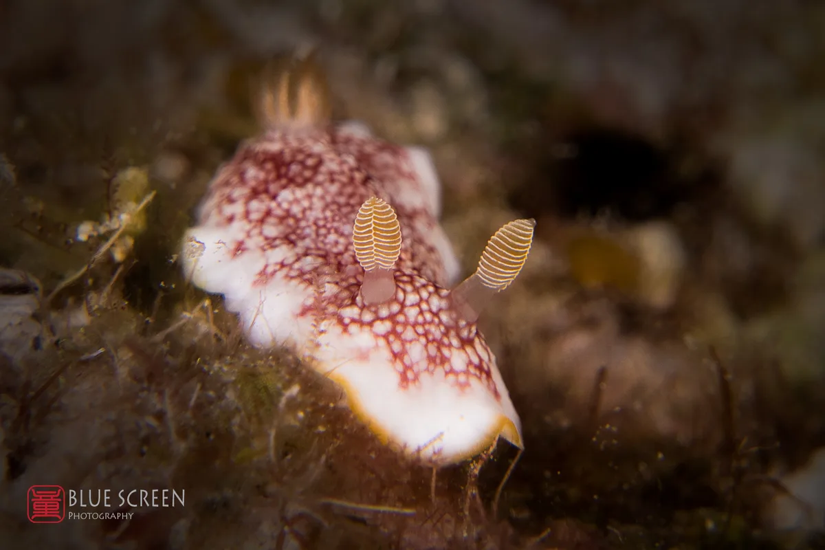 Goniobranchus sp.