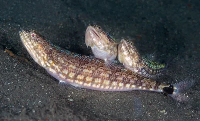 Lighthouse Lizardfish -  Synodus jaculum
