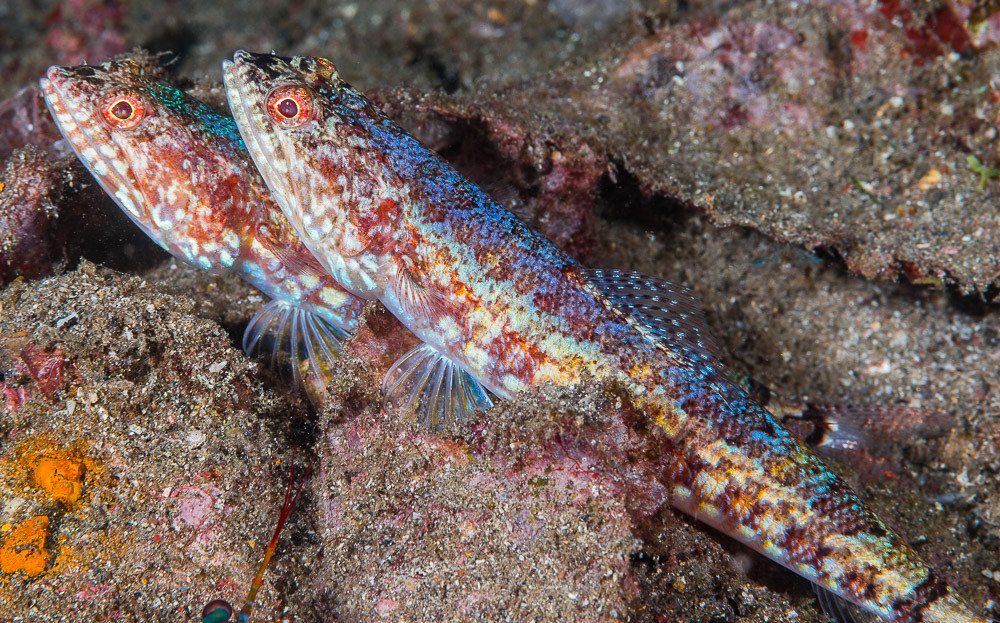 Blackblotch Lizardfish - Synodus jaculum