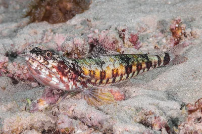 Blackblotch lizardfish - Synodus jaculum