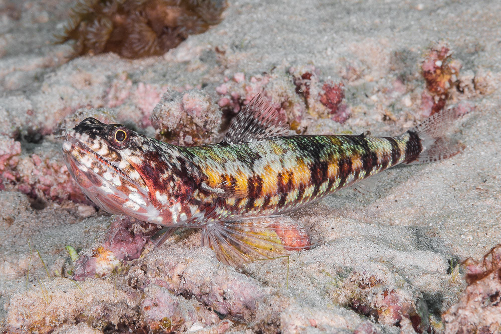 Blackblotch lizardfish - Synodus jaculum
