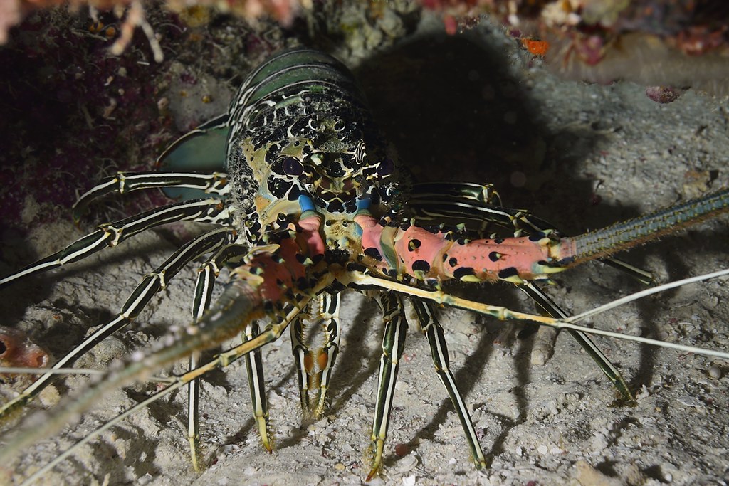 Panulirus versicolor