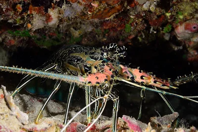Panulirus versicolor