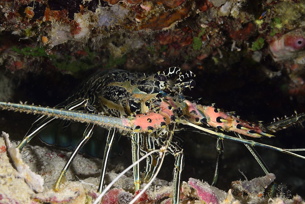 Panulirus versicolor
