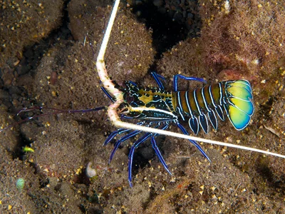 Panulirus versicolor