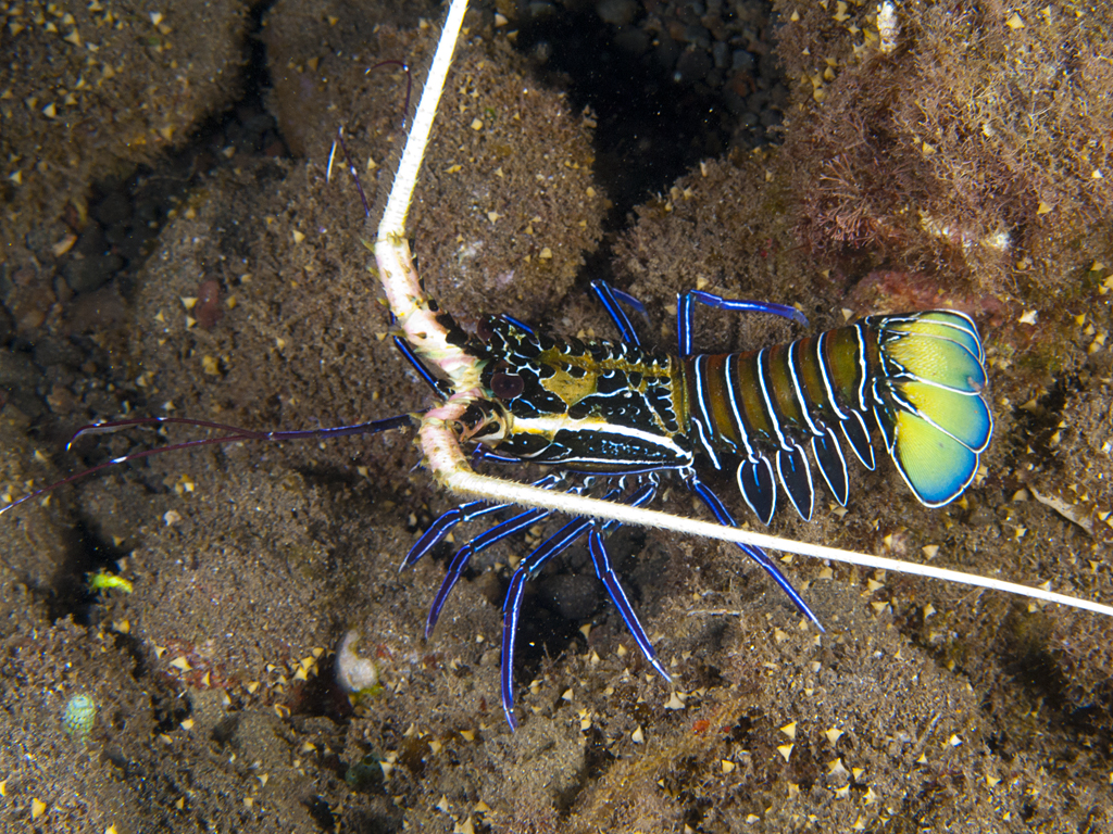 Panulirus versicolor