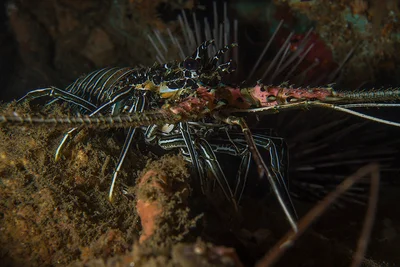 Panulirus versicolor