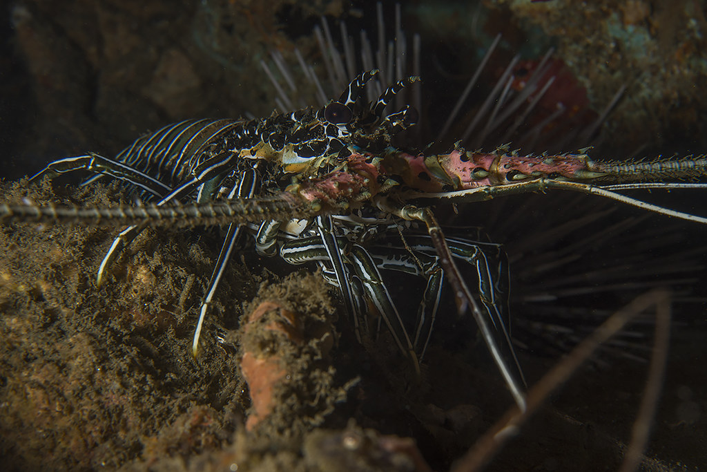Panulirus versicolor