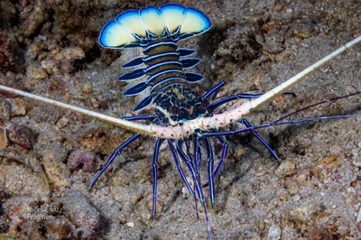 Panulirus versicolor. Tulamben. Bali.