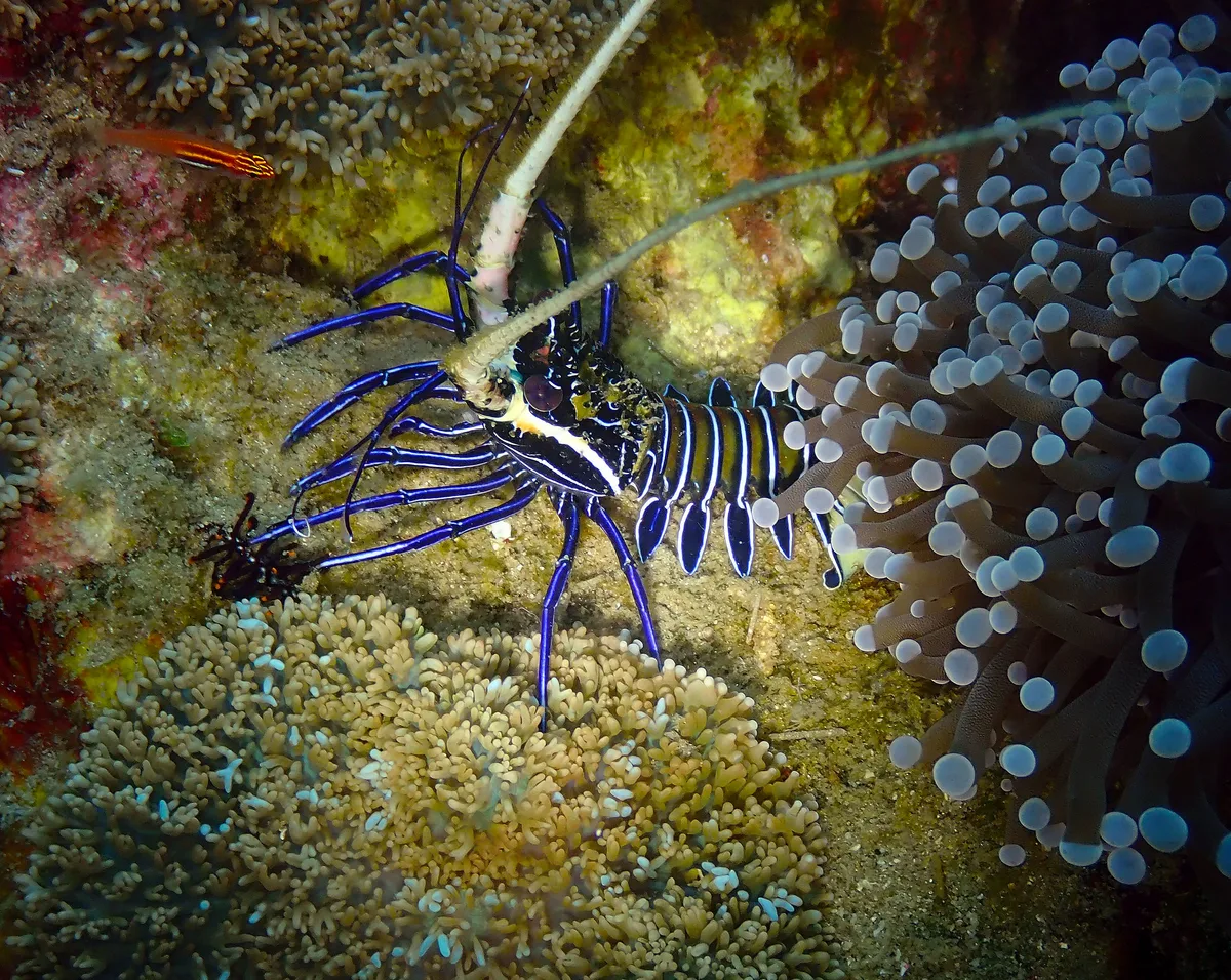 Panulirus versicolor-1