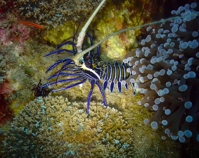 Panulirus versicolor-1