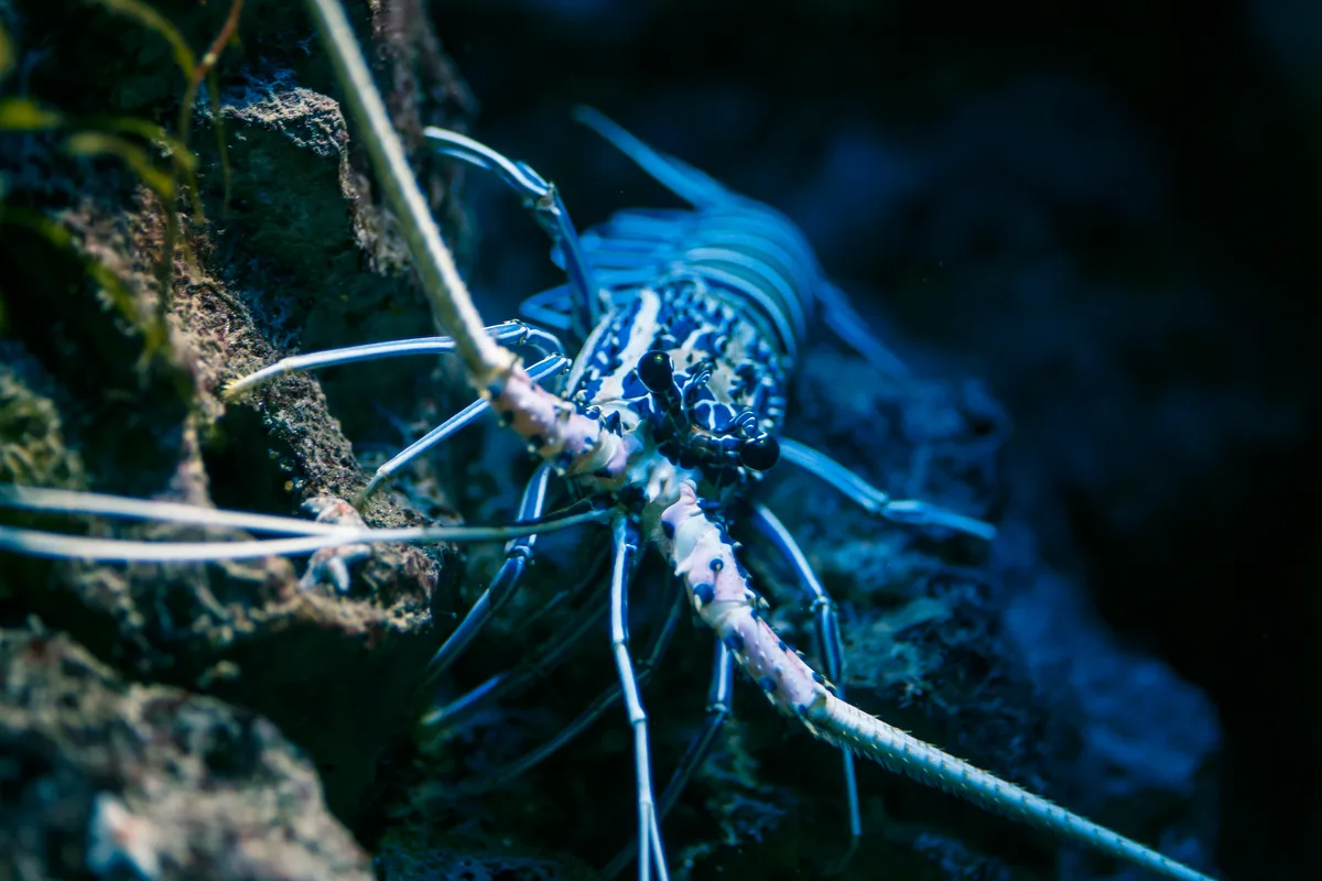 Panulirus versicolor