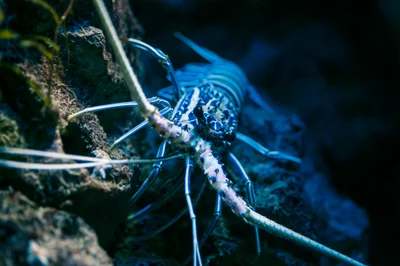 Panulirus versicolor