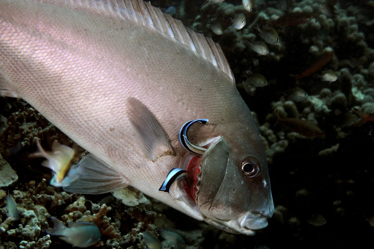 Painted Thicklip