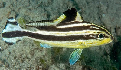 Painted Thicklip - juvenile