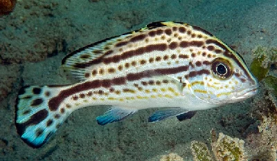 Painted Thicklip - subadult