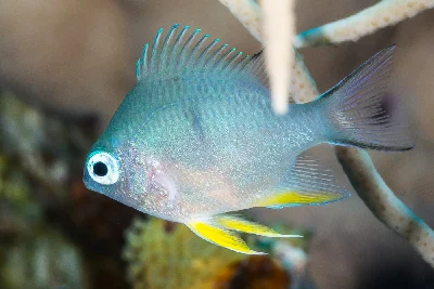 Pale Damselfish - juvenile